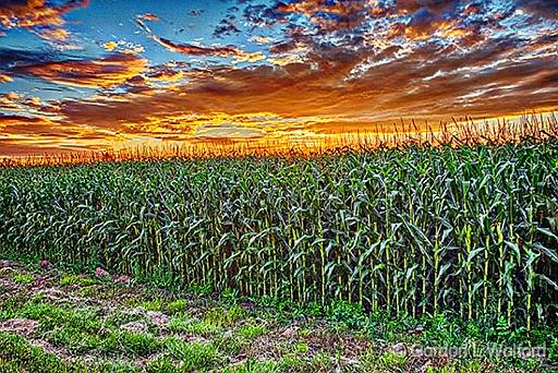 Cornfield At Sunrise_P1170512-4.jpg - Photographed near Kilmarnock, Ontario, Canada.